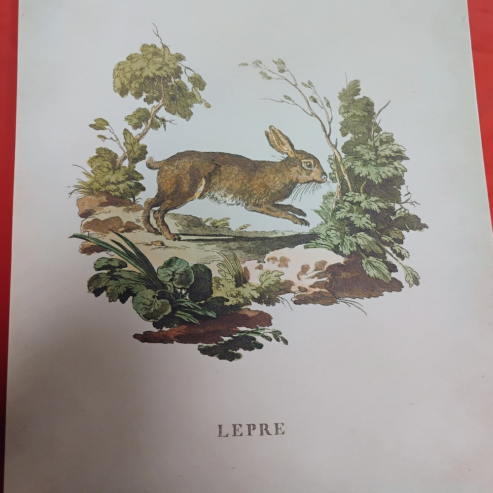 Vintage Lepre Hare Art Print